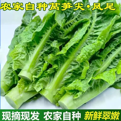 當季新鮮蔬菜 萵筍尖 刷火鍋鳳尾農民自產 自銷萵筍葉 3斤裝包郵