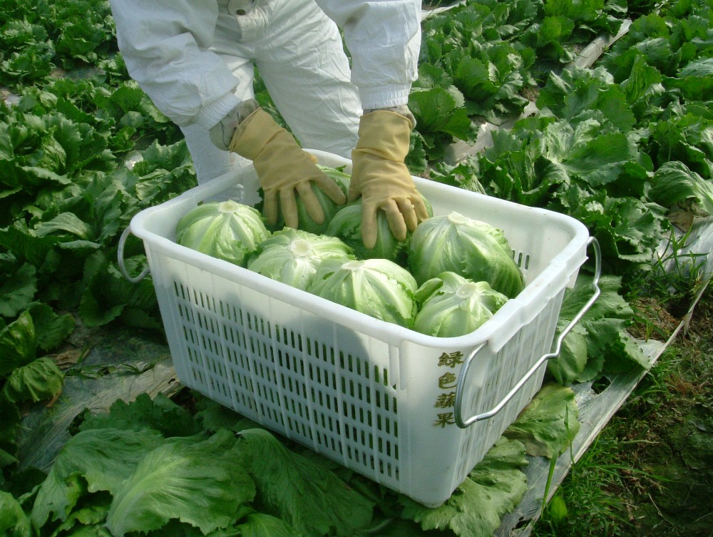 熱銷售精細加工新鮮蔬菜生菜